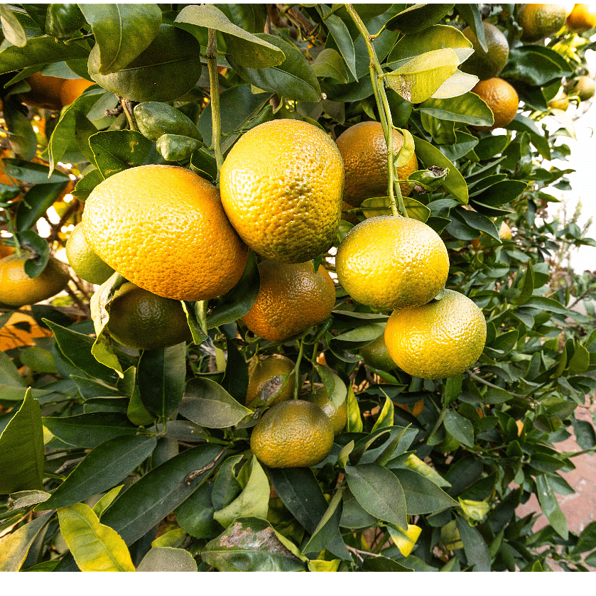 Lemons, limes, oranges, mandarins available to eat off tree while in season 