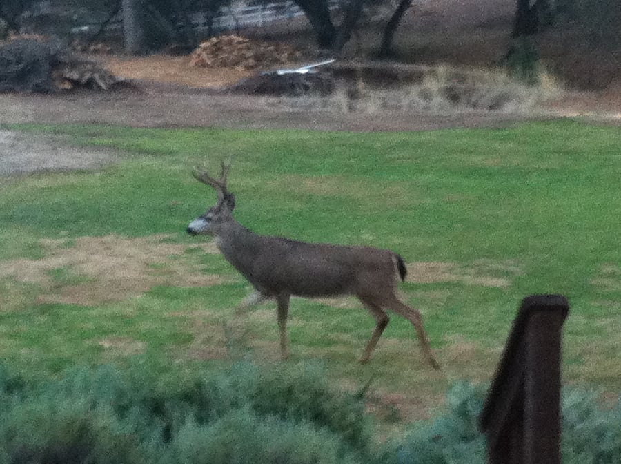 wildlife