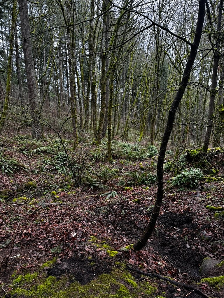 Forest area that lines the neighborhood. Hard to believe it is just up from the freeway and major shopping! Offering the best of both worlds.