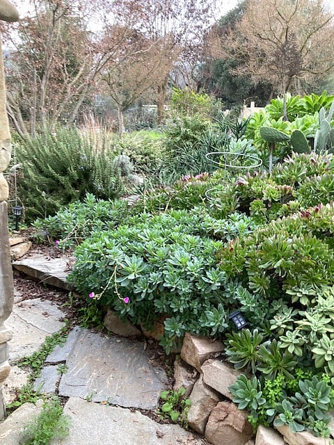 just outside entrance door-succulent hill in 1/2 acre garden