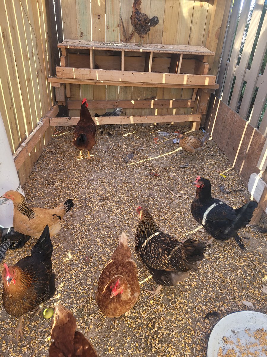 Chicken Barn
