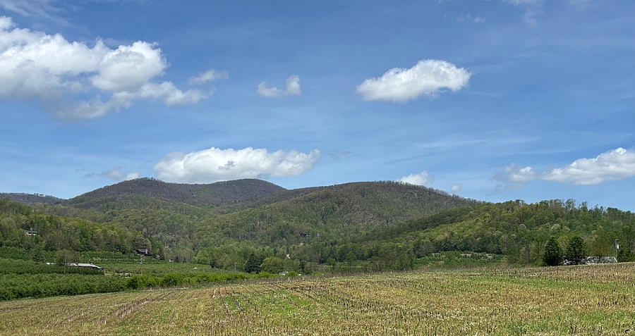 Mountain View from back porch (Spring)