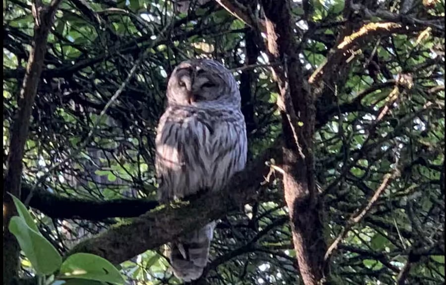 Incredible Wild Life - Hi Owl!