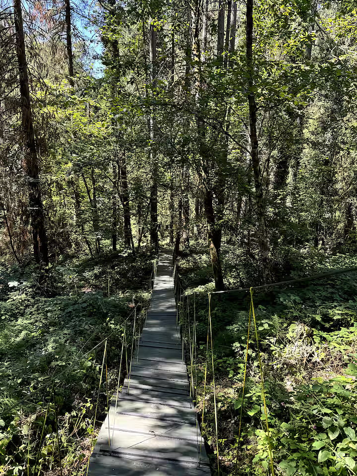 The 100-foot-long suspension bridge! (The backyard is a shared space with a couple of tiny homes I rent out. With 4.5 acres, there is plenty of room.)