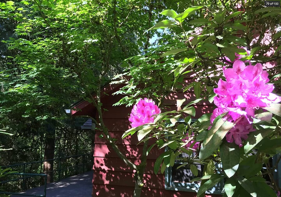Rhododendrons blooming! In Spring  
