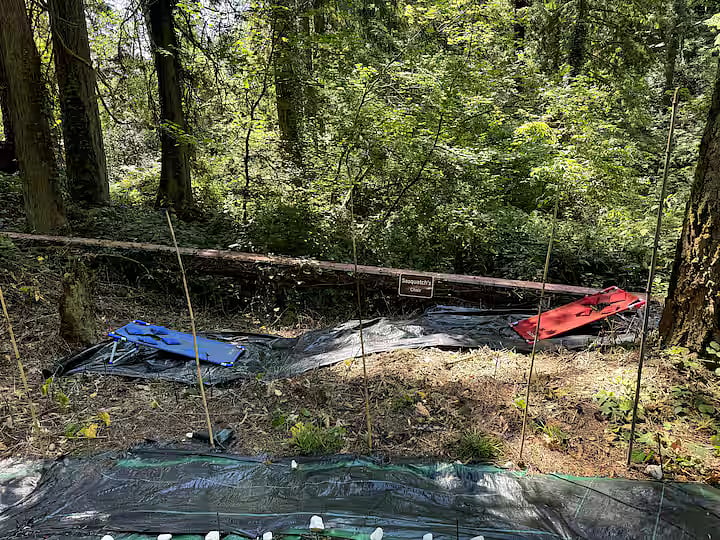 "Balance Tree Bridge" Test your balance and Corn Hole Game