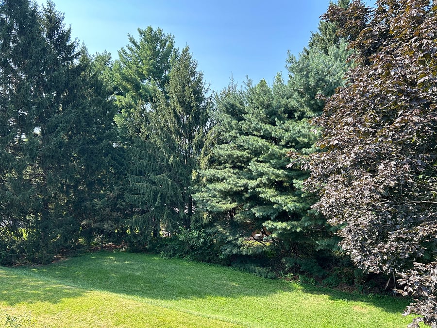 View from back deck