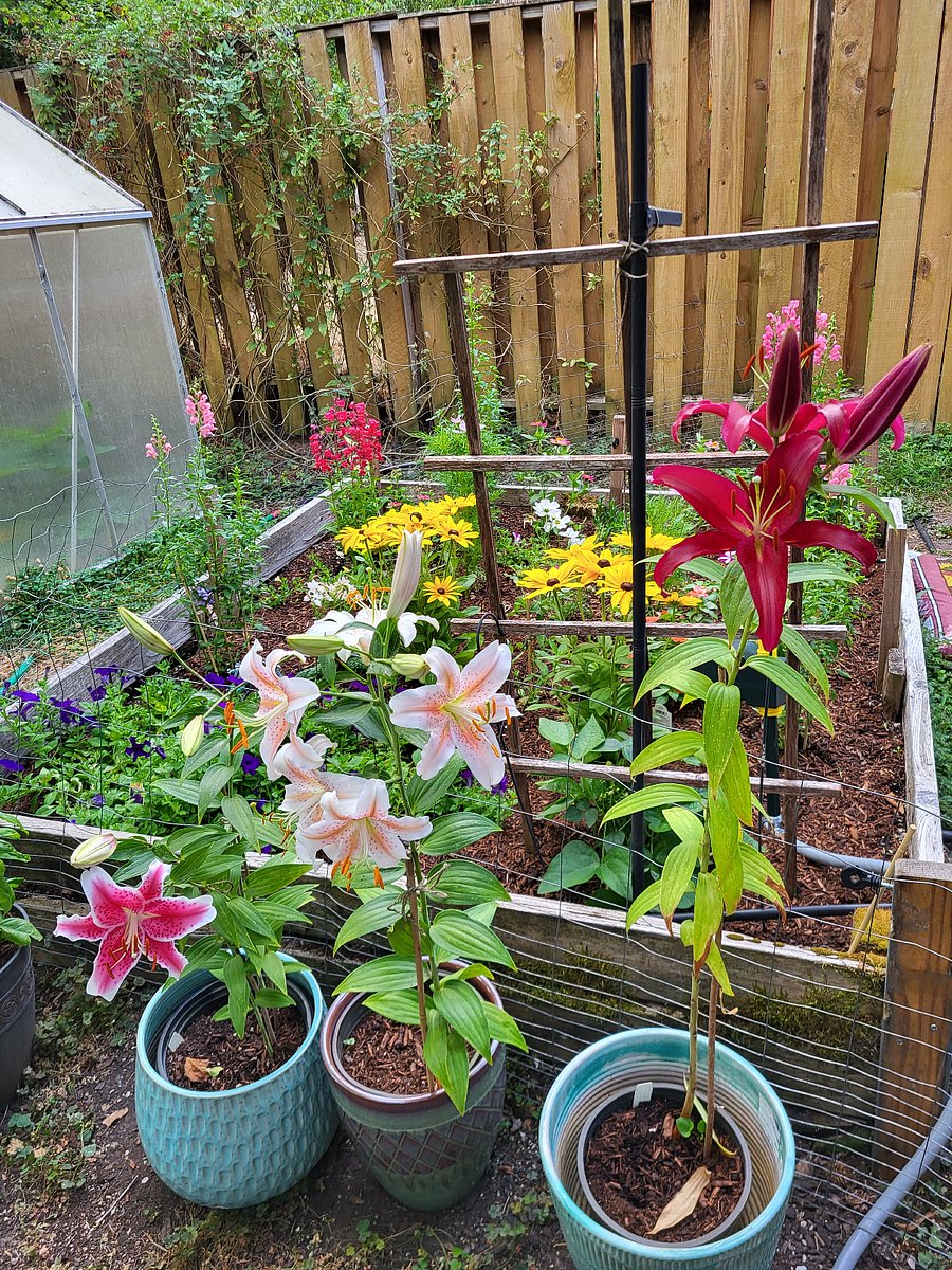 Some pretty flowers in the back garden.