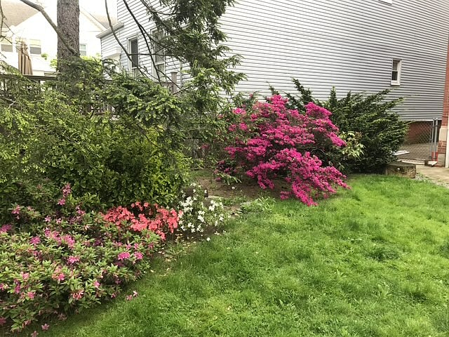 backyard spring
