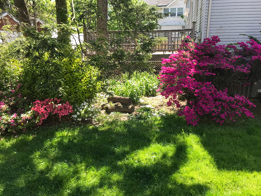 backyard spring