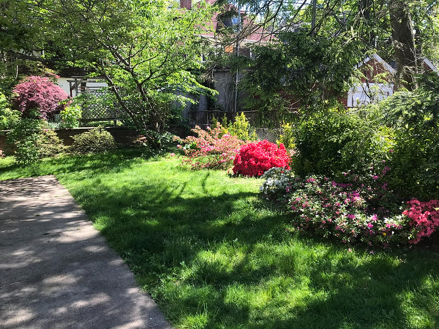 backyard spring