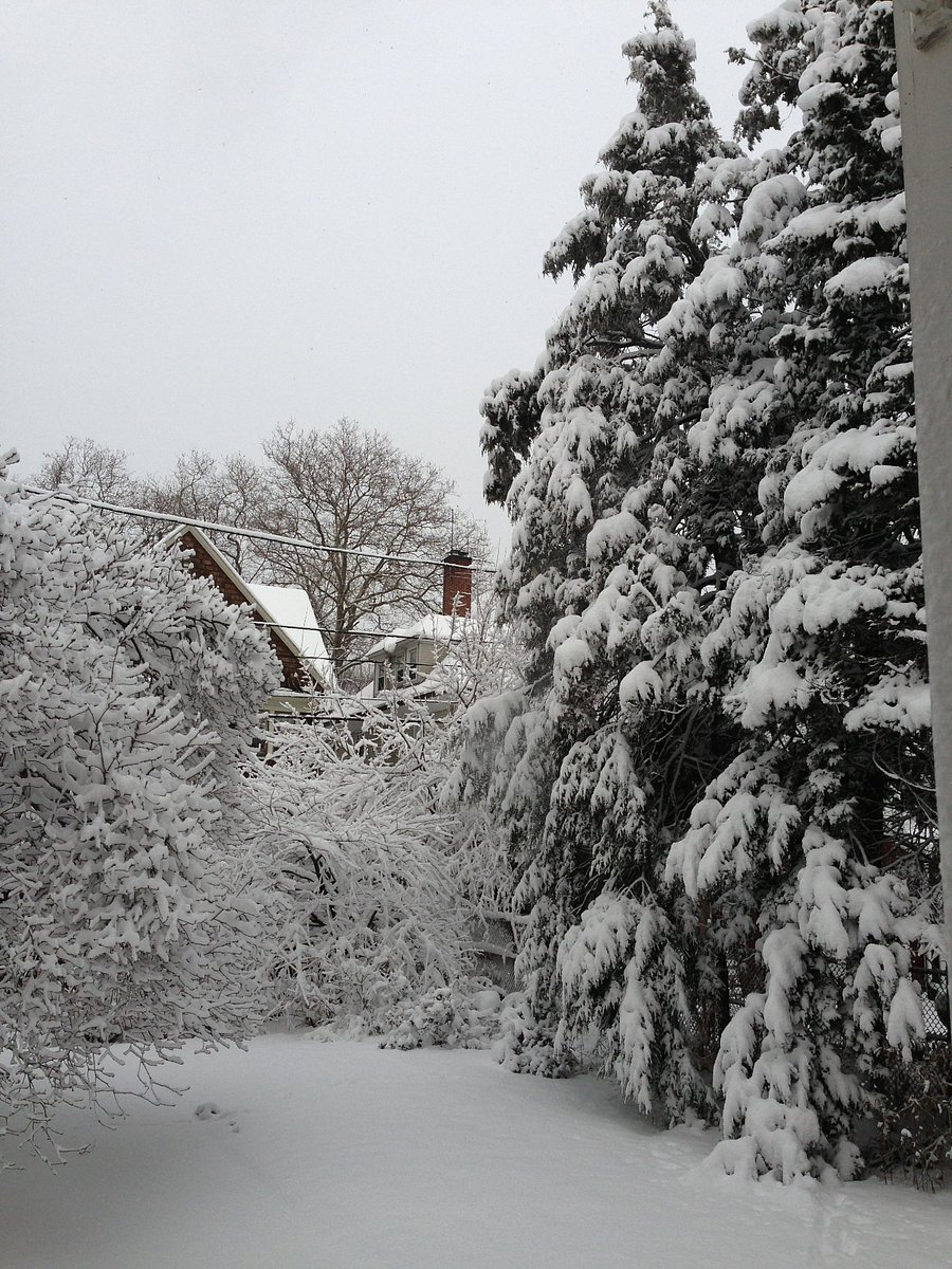 backyard  winter