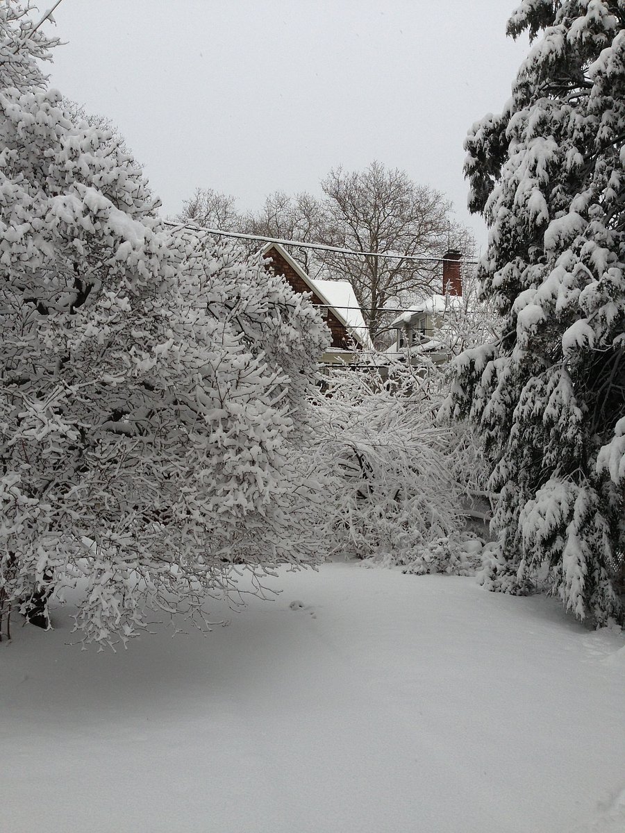 backyard winter