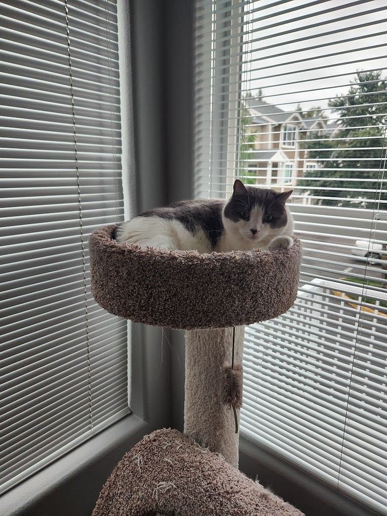 This is my cat Moonie!