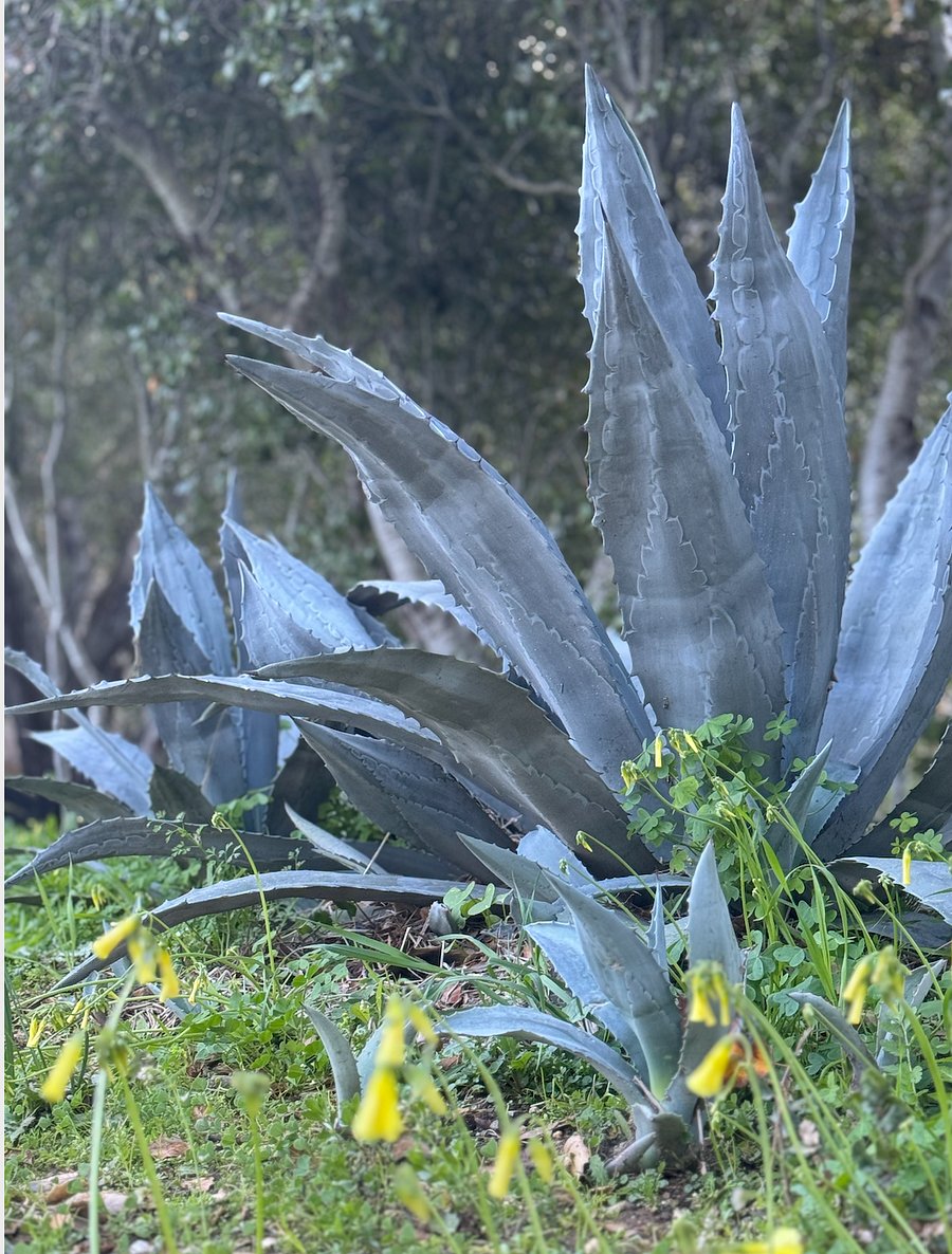 Native Agave throughout property.