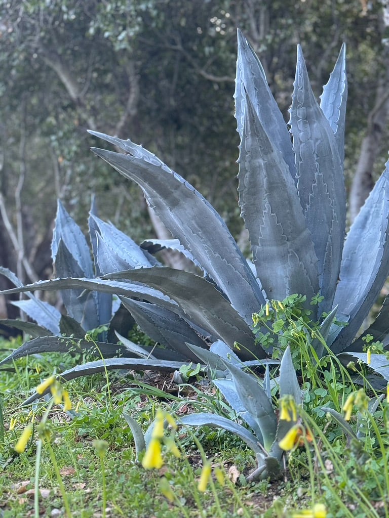 Native Agave beauty ..