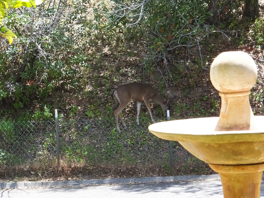 Spanish fountain serves as water source for our aviary and deer guests