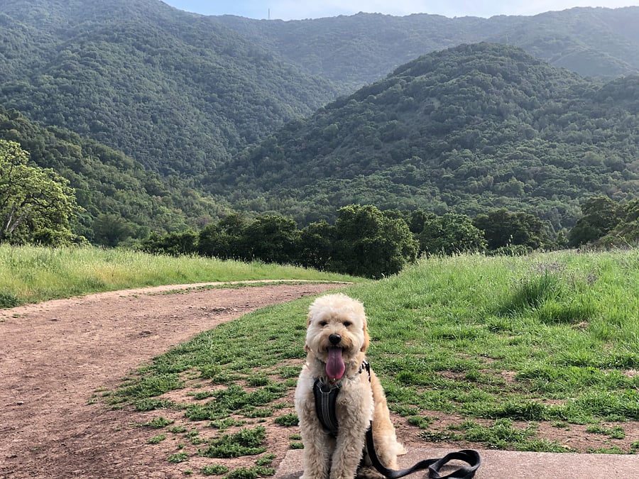 Sir Henry hiking Almaden Quicksilver trails (3 minutes)