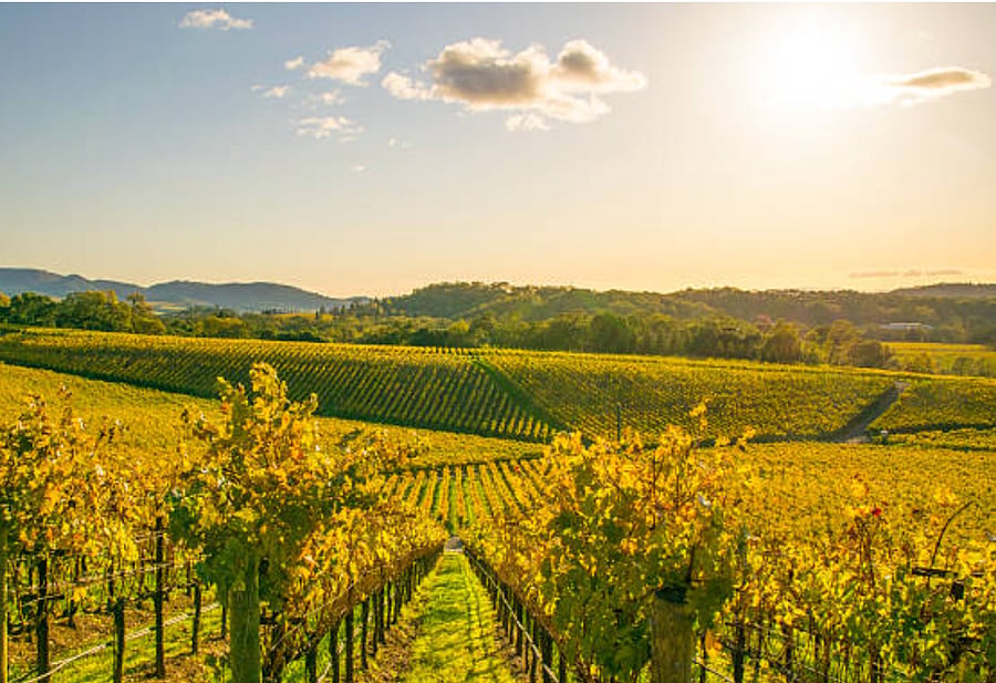 NAPA & Sonoma Vineyards
(1hr, 30 min near!)

https://www.visitnapavalley.com/
