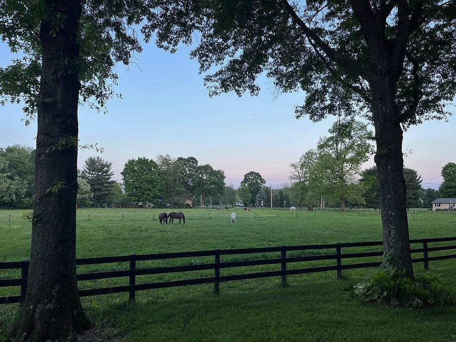 Side Yard View