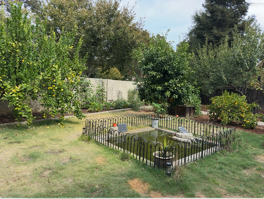 Back yard
