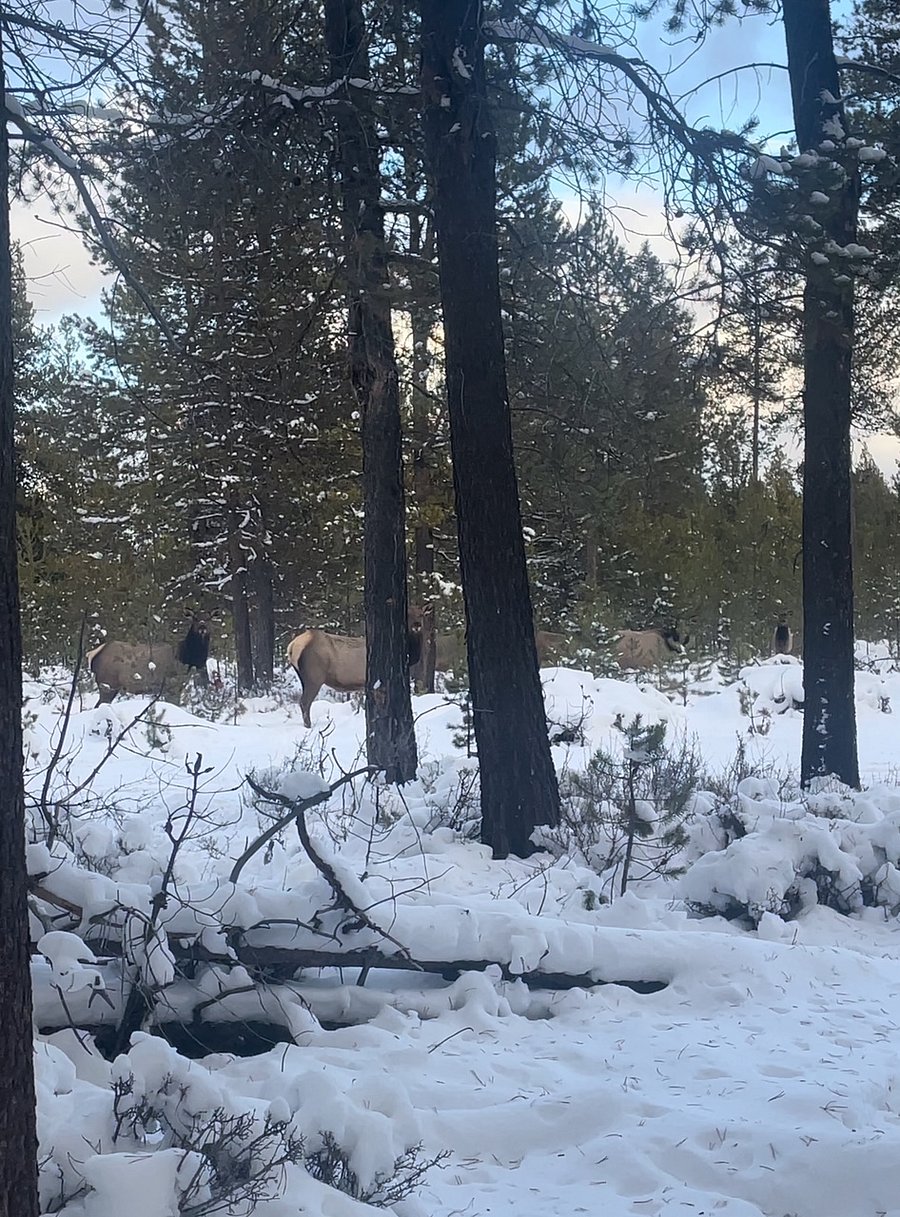 Enjoy peaceful views of a grazing elk herd just beyond the fenced backyard.