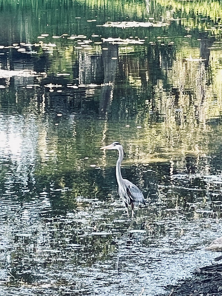 Bird on the community lake 