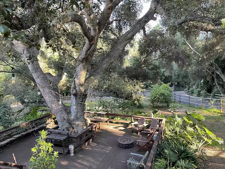 Gorgeous giant oak on the property on the bottom deck level with firepit