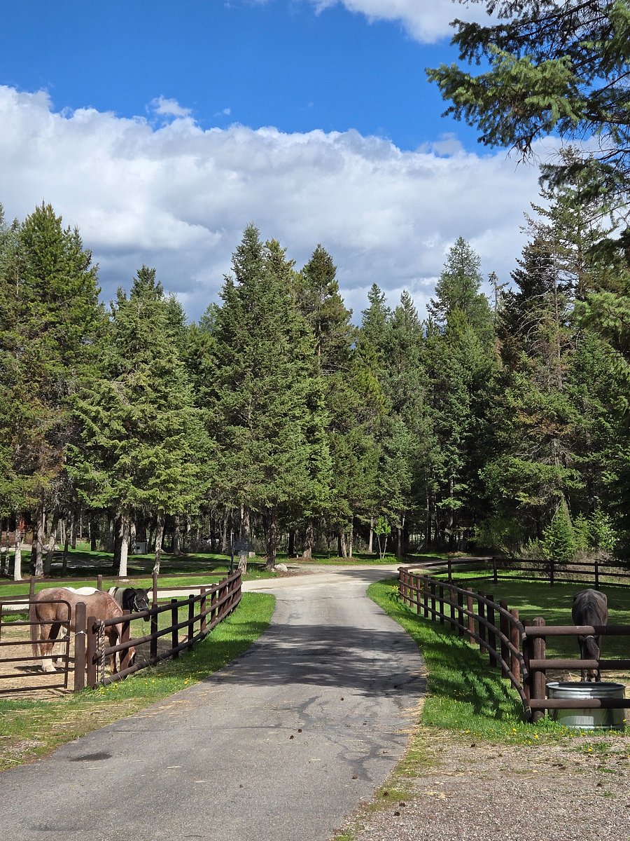 Horses on property