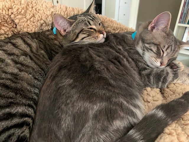 Resident cats, Kiyra and Circe. 