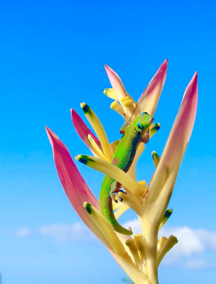 I took this while eating breakfast on the lanai (patio)! The most colorful, friendly geckos call our birds of paradise flowers home, and you can watch them chase each other in the flowers at breakfast/lunch time.