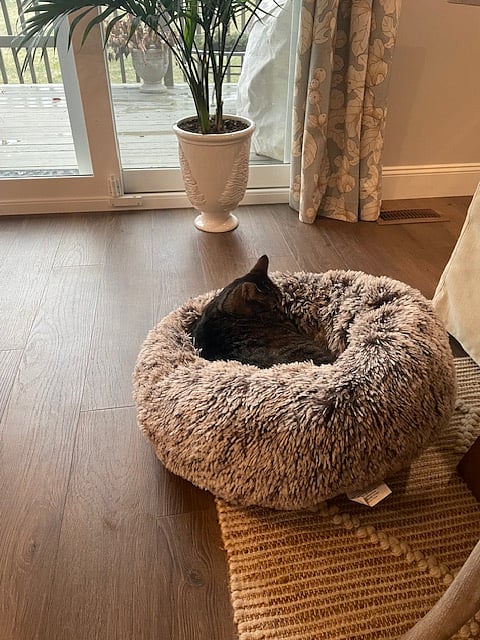 I have one cat that is quiet and keeps to herself.