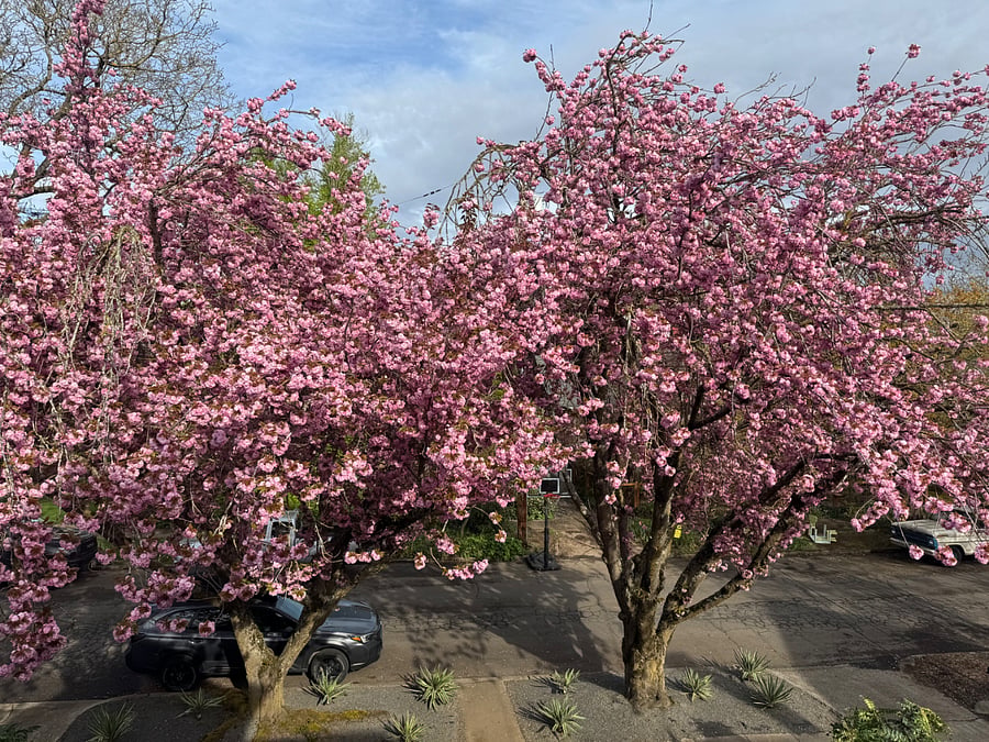 Flowering cherry blossoms in early spring