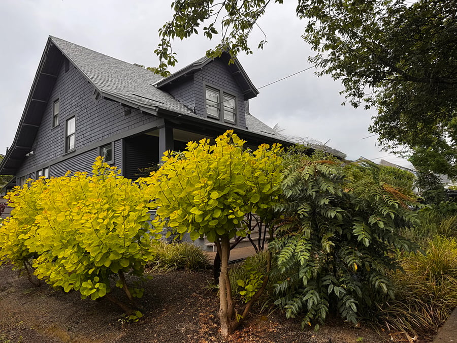 Looking at the house from the south