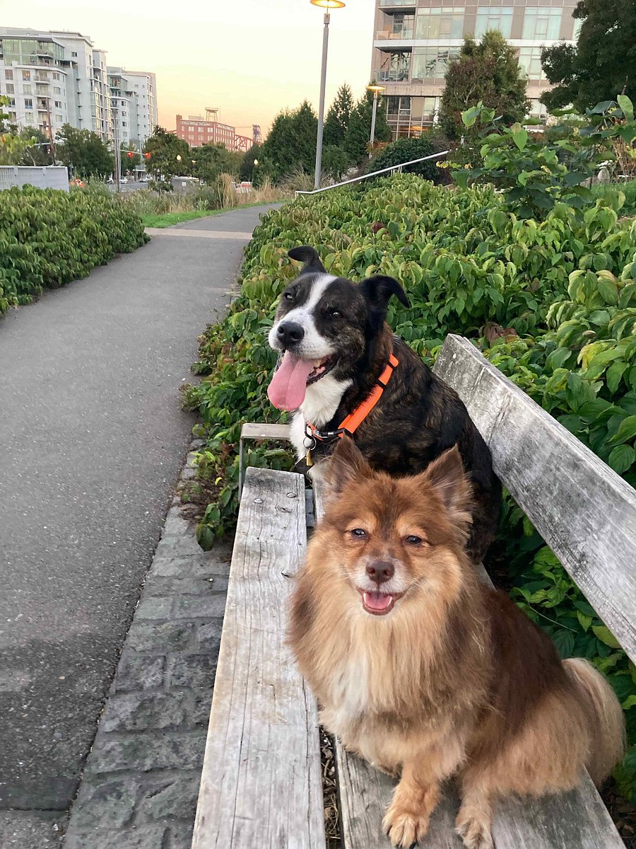 Our dogs, Lewis and Leo live upstairs!