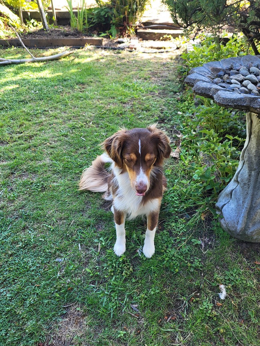 Suki, the younger canine host.