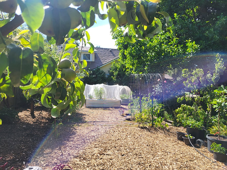 From the orchard corner looking over at the raised beds. My tenants this year have received cherries, plums, green beans and various herbs fresh from the garden.