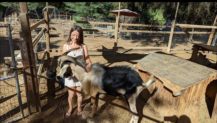 You can feed and interact with the goats