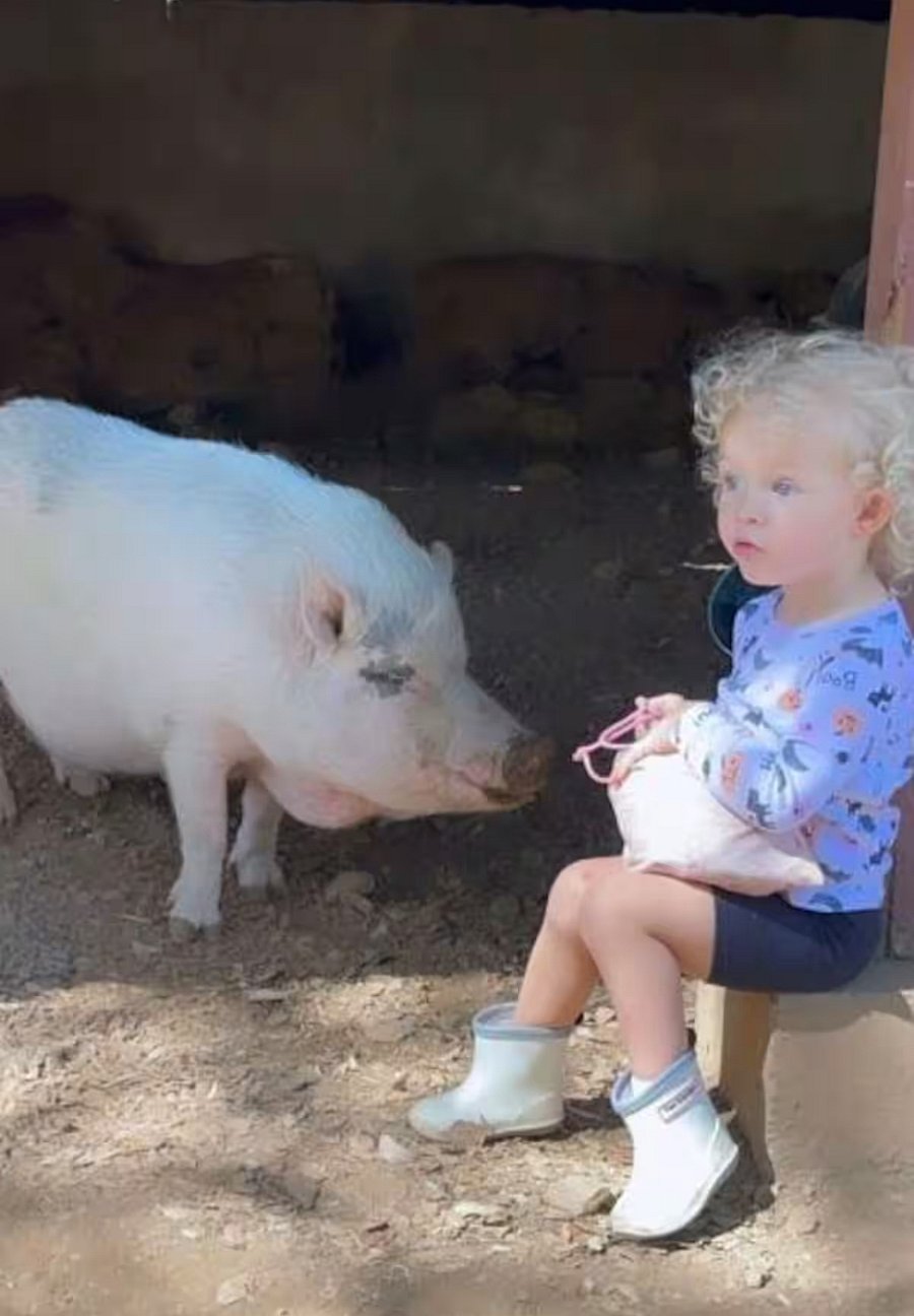 Ruby is our pot belly pig