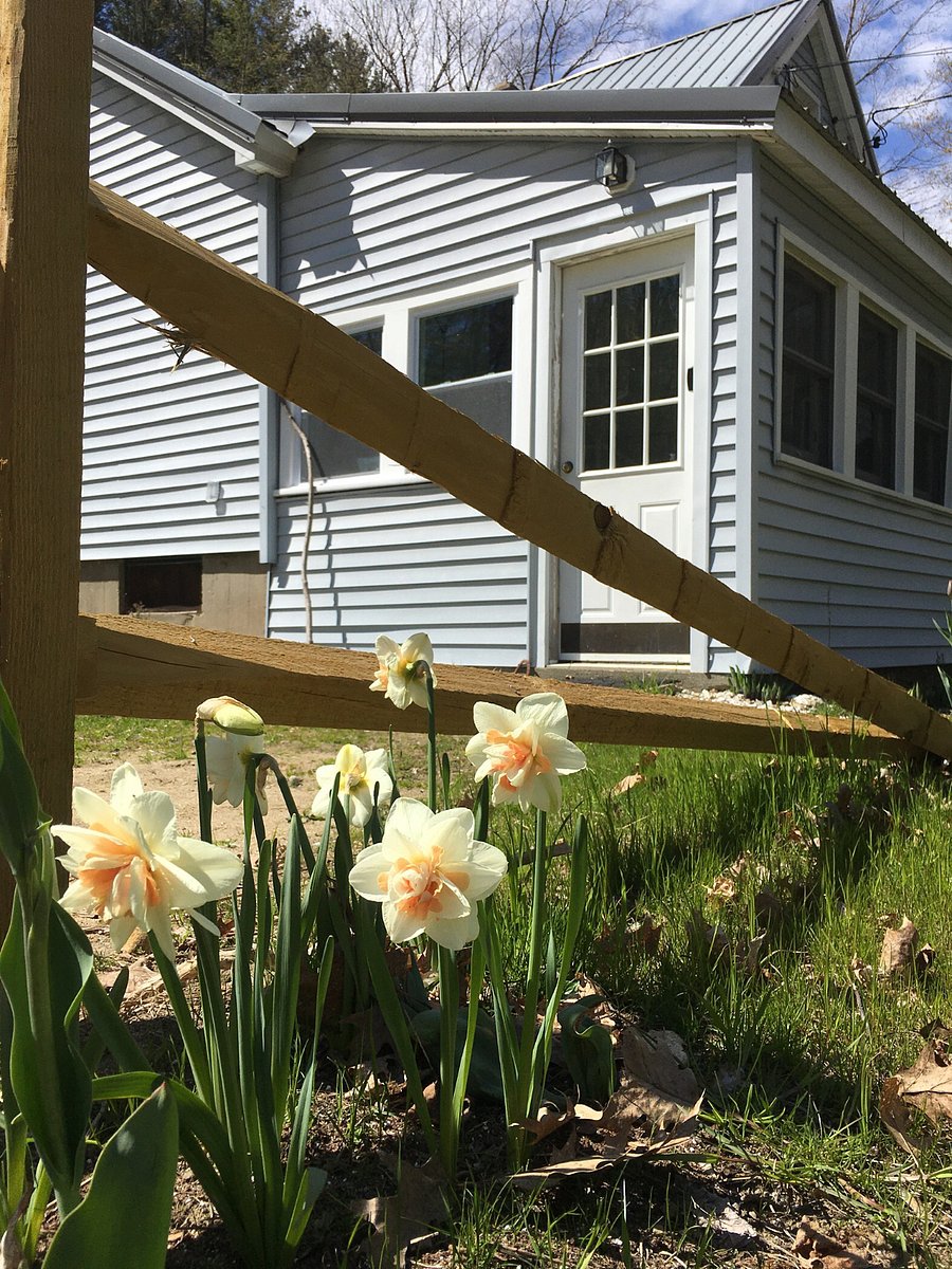 Daffodils in spring!