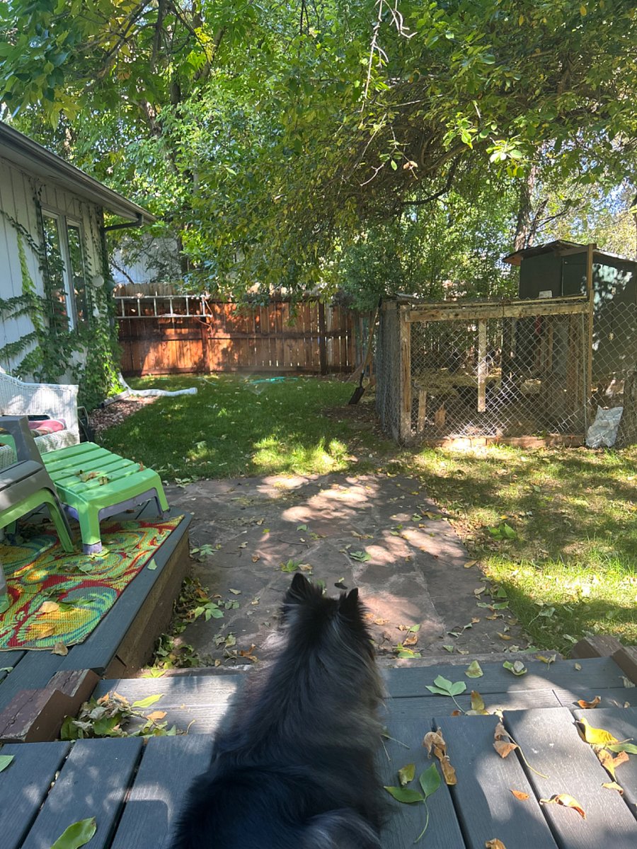 Fenced backyard with decks and chicken coop + run.