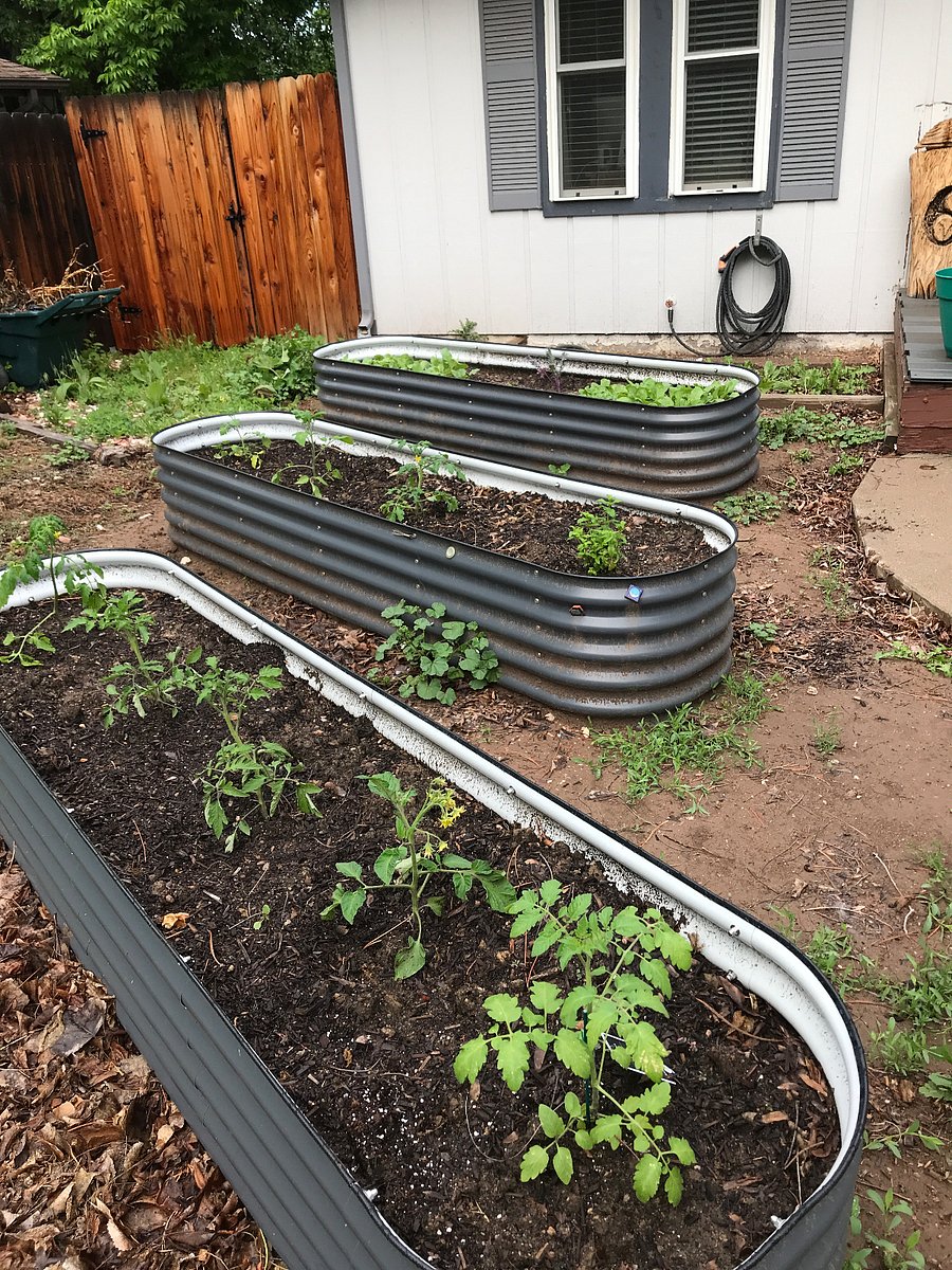 Front yard raised-bed vegetable garden.