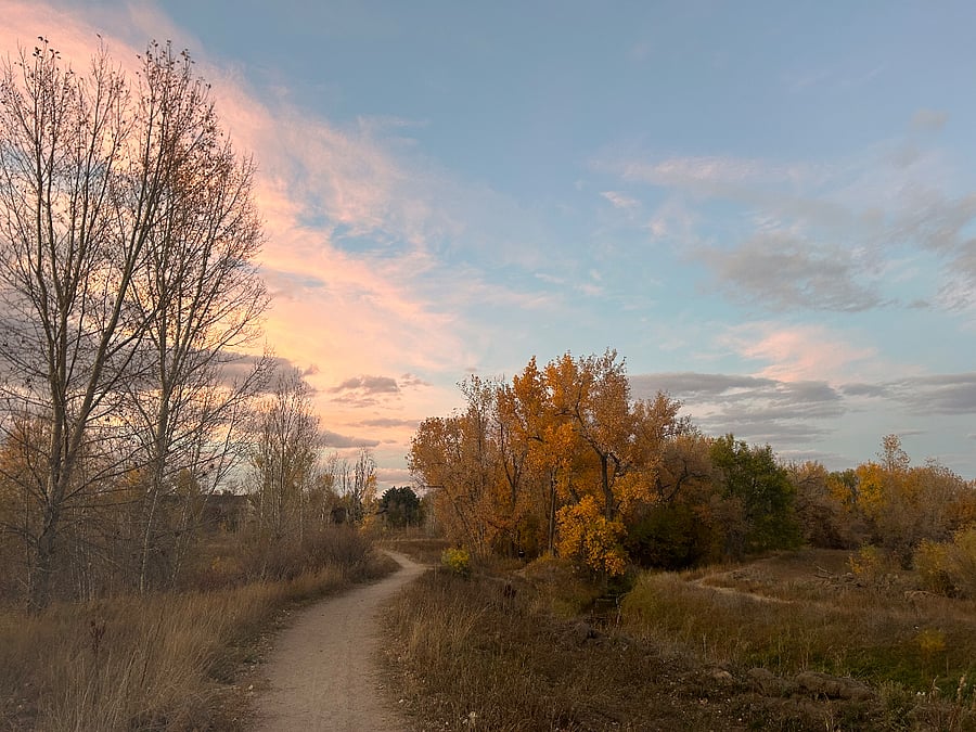 Red Fox Meadow