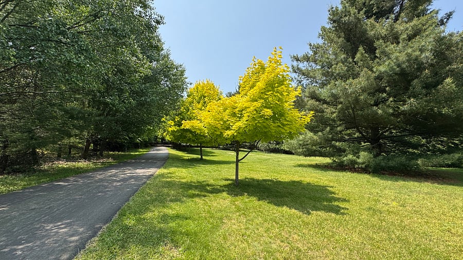 Front yard and paved driveway