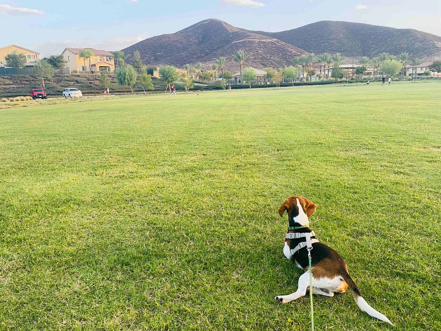 Park behind home