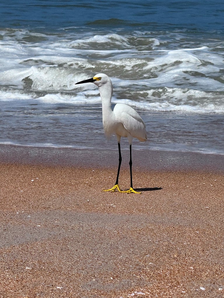 Birds that will visit you on the beach