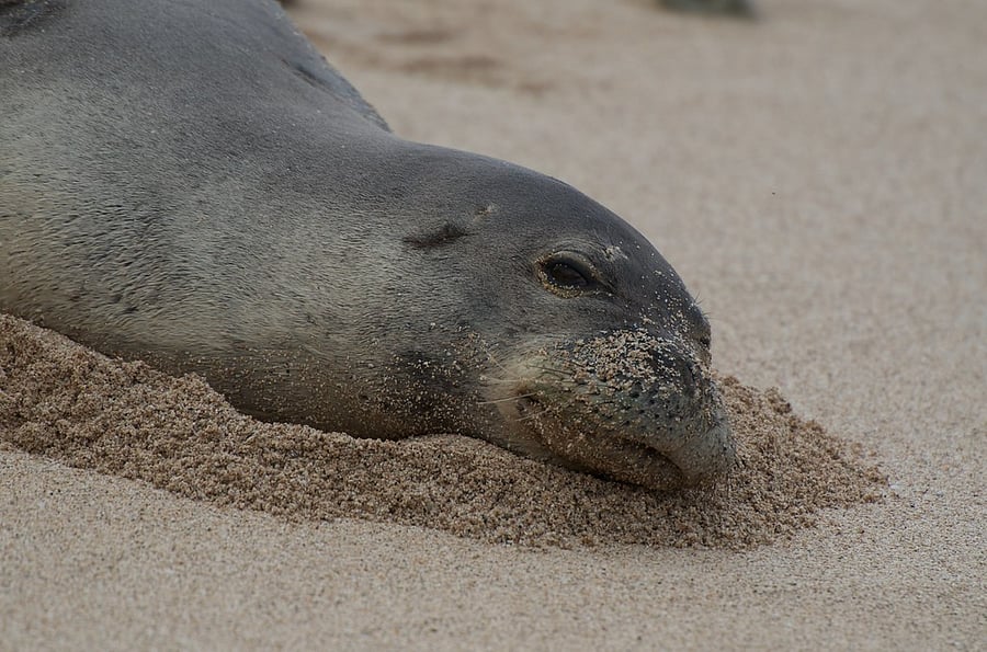 Monk Seal at Paradise Cove Beach