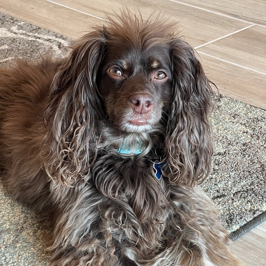 Finn, hes the sweetest dog and loves everyone.