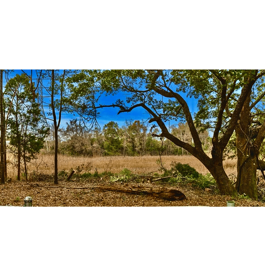 backyard marsh view
