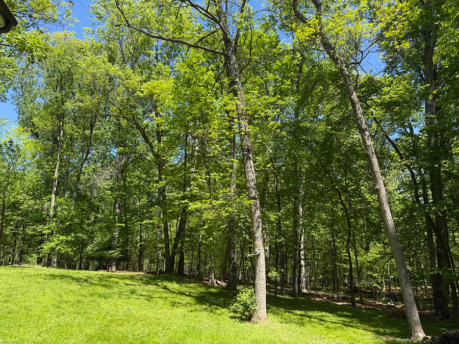 View to the beautiful Oakton woods